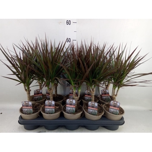 Dracaena marg. 'Magenta'