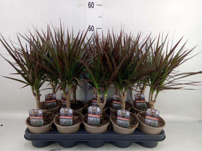 <h4>Dracaena marg. 'Magenta'</h4>