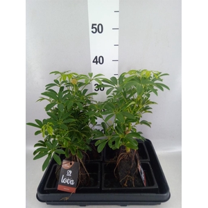 Arr.   Kamerplant Groen H%