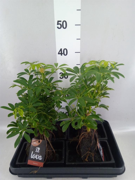 <h4>Arr.   Kamerplant Groen H%</h4>