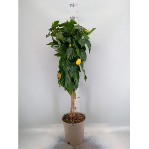 Hibiscus rosa-sin.   ...