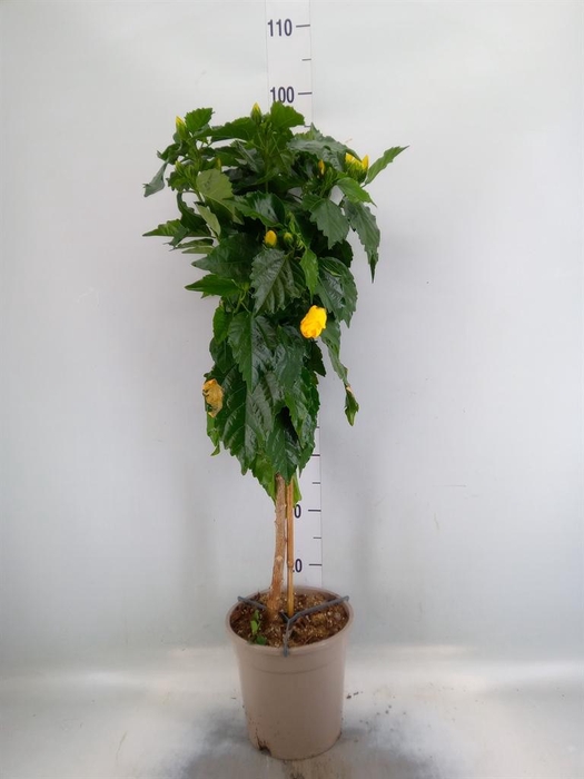 <h4>Hibiscus rosa-sin.   ...</h4>