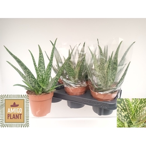 ALOE TROPICAL