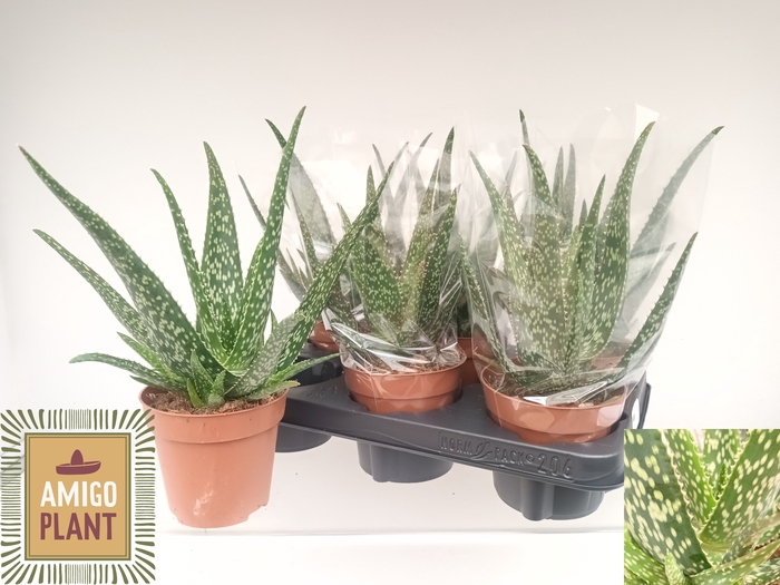 <h4>ALOE TROPICAL</h4>