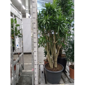 Dracaena refl. 'Song of Jamaica'