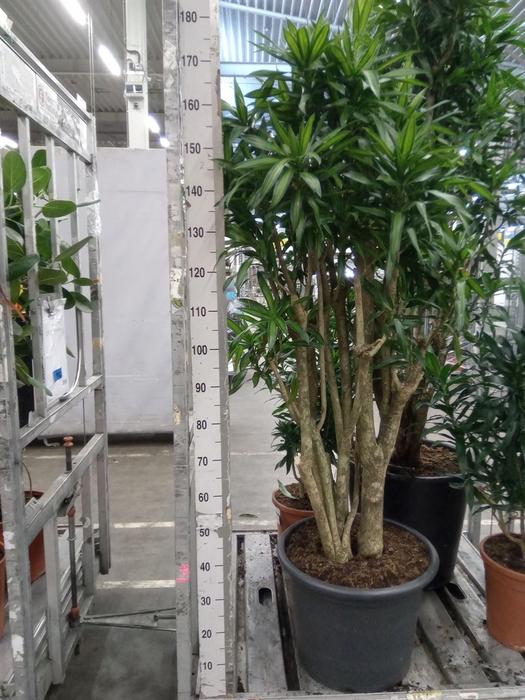 <h4>Dracaena refl. 'Song of Jamaica'</h4>