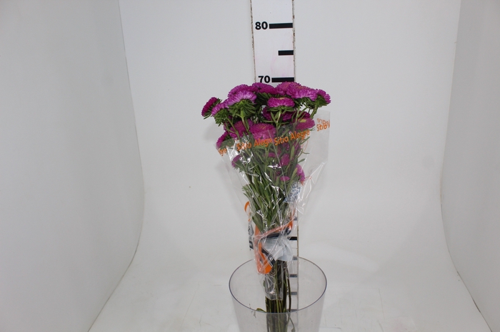 <h4>RAINHA MARGARIDA BONITA PINK</h4>