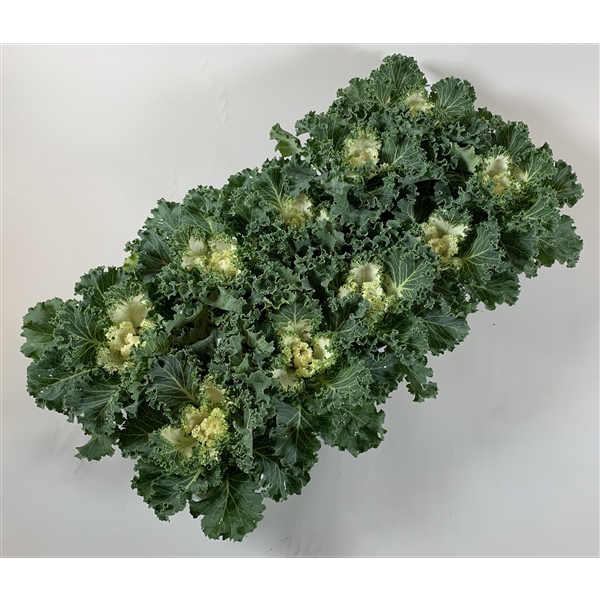 <h4>Brassica gekruld wit</h4>