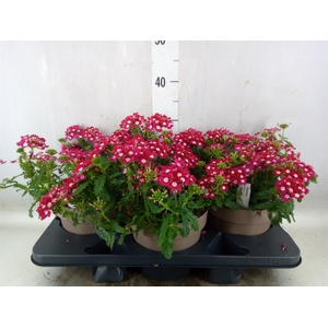 Verbena peruv. 'Firehouse Red Star'