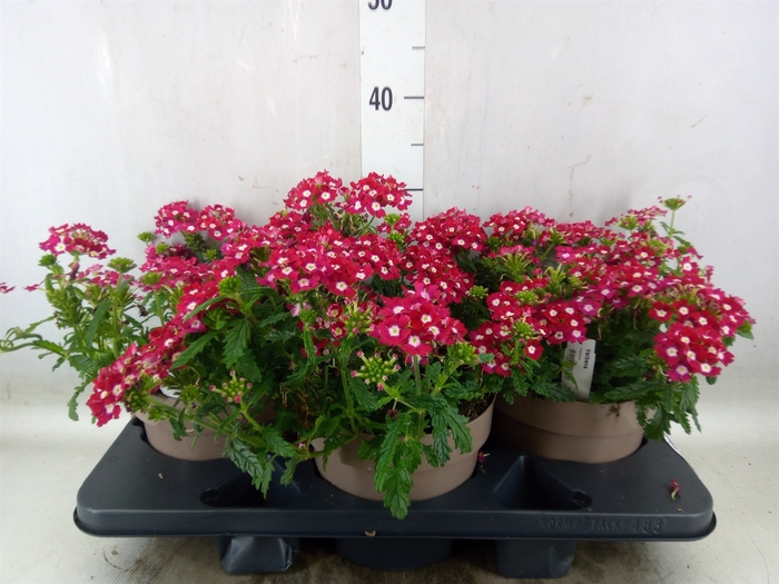 <h4>Verbena peruv. 'Firehouse Red Star'</h4>