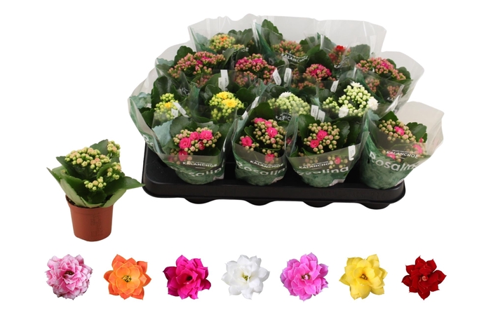 <h4>Kal Ge Ro Gem 6 Kl</h4>