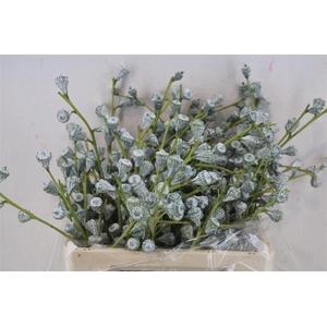 Euca Boule Sup 300gram P Bunch