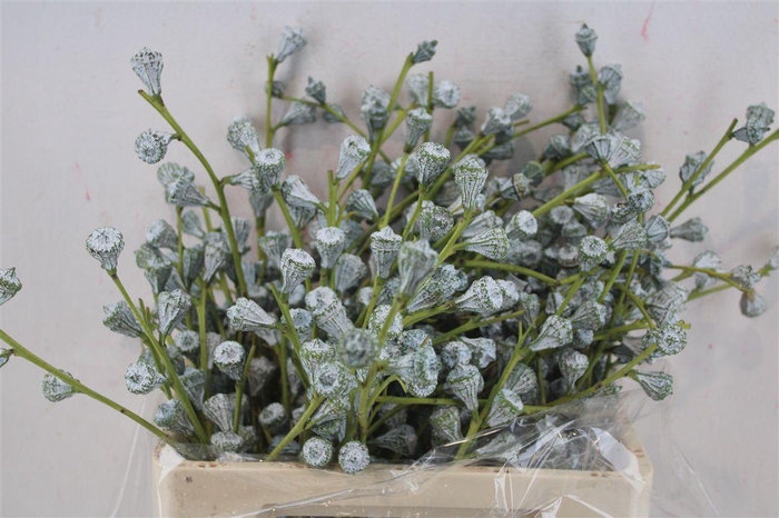 <h4>Euca Boule Sup 300gram P Bunch</h4>