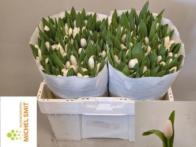 <h4>TU EN ROYAL VIRGIN</h4>