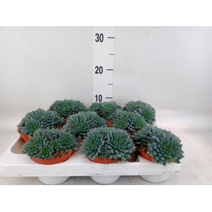 Echeveria   ...