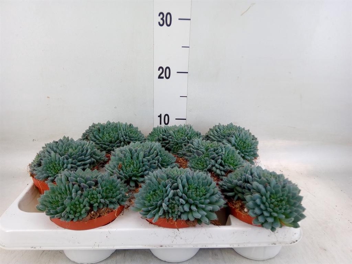 <h4>Echeveria   ...</h4>