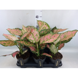 Aglaonema  'Crimson Love'