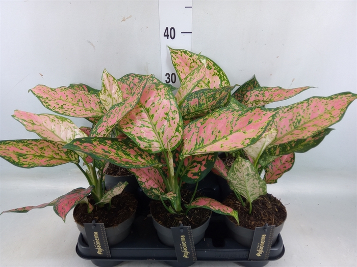 <h4>Aglaonema  'Crimson Love'</h4>