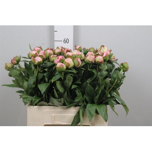Paeo Gardenia