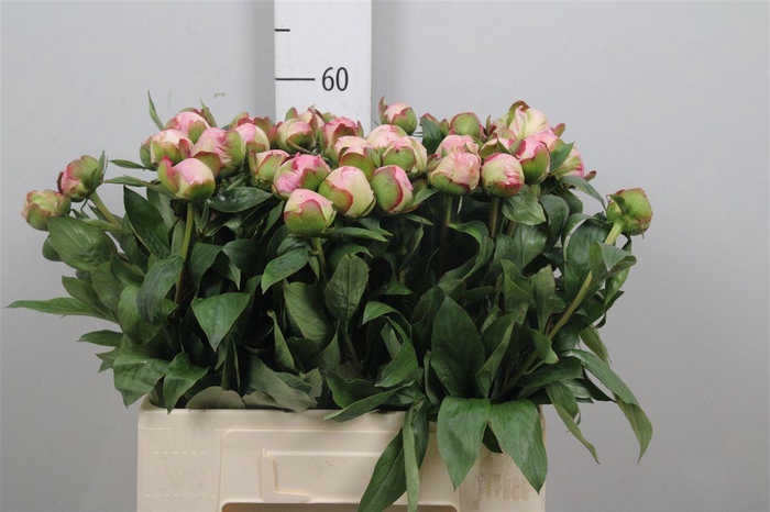 <h4>Paeo Gardenia</h4>