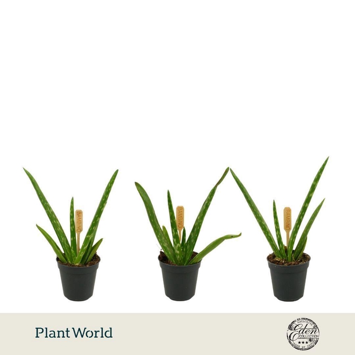 <h4>Aloe vera 5,5cm</h4>