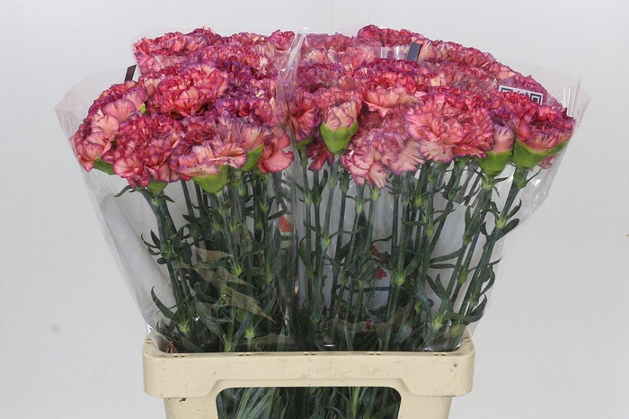 <h4>Dianthus St Extasis</h4>