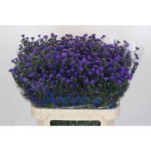 Aster Baby Parade
