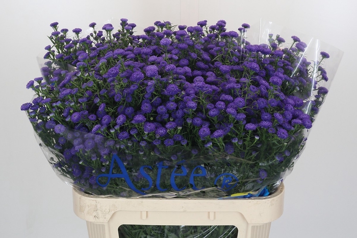 <h4>Aster Baby Parade</h4>