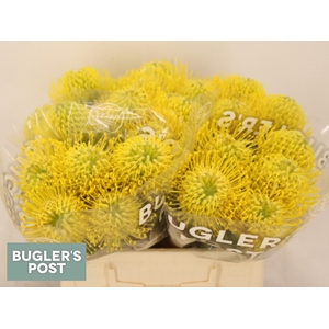 LEUCO AYOBA YELLOW
