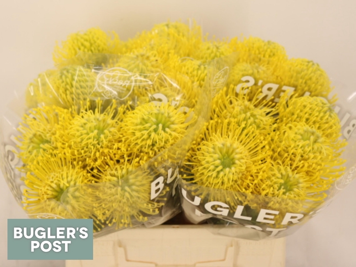 <h4>LEUCO AYOBA YELLOW</h4>