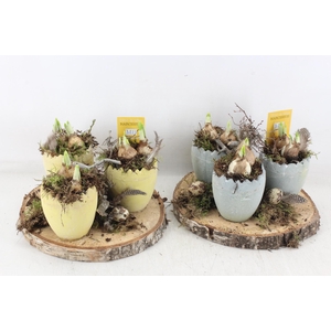 arr4 Narcis MB - Hout schijf 3 ei mix