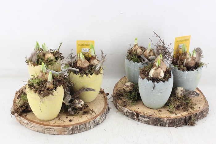 <h4>arr4 Narcis MB - Hout schijf 3 ei mix</h4>