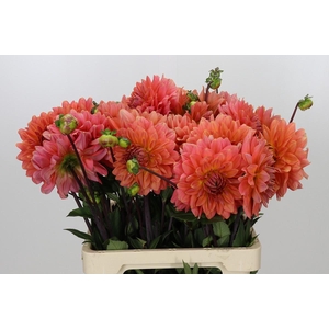 Dahlia Namibia