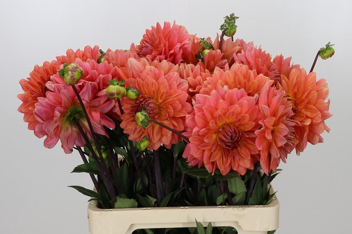 <h4>Dahlia Namibia</h4>