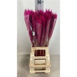 DRY SILVERGRAS CERISE