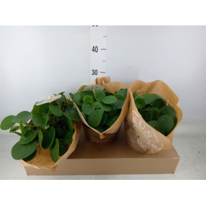 Pilea peperomioides