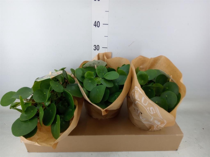 <h4>Pilea peperomioides</h4>