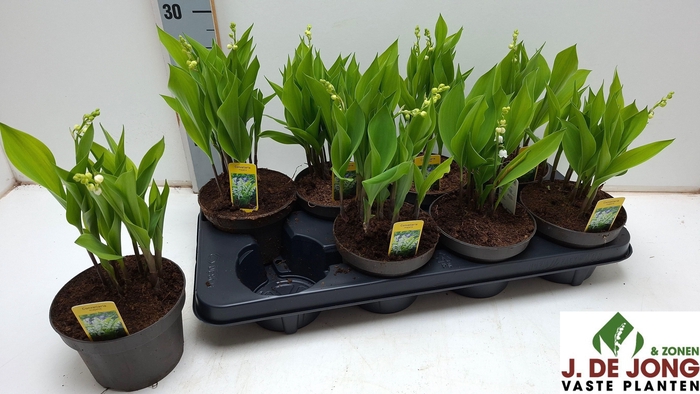 <h4>CONVALLARIA MAJALIS</h4>