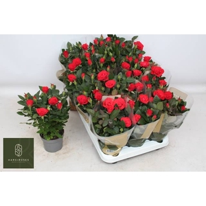 RO RED MERCE KORD GR