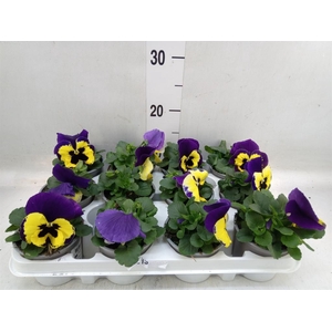 Viola wr. 'Evo Yellow Duet'
