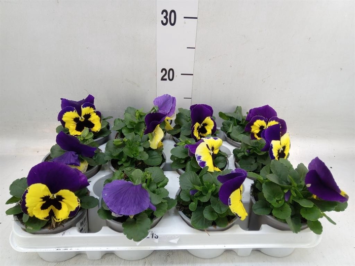 <h4>Viola wr. 'Evo Yellow Duet'</h4>