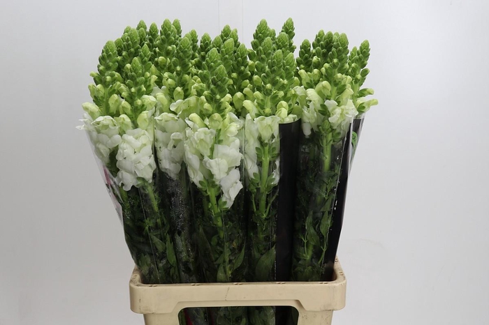 <h4>Antirrhinum Potomac White</h4>