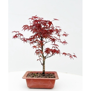 Acer palmatum 'Deshojo', in 16cm trainingspot.