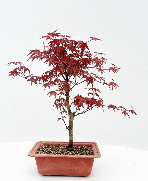 <h4>Acer palmatum 'Deshojo', in 16cm trainingspot.</h4>