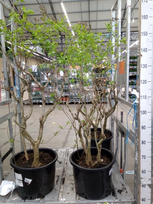 <h4>Syringa   ...</h4>