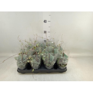 Ceropegia woodii ssp. woodii