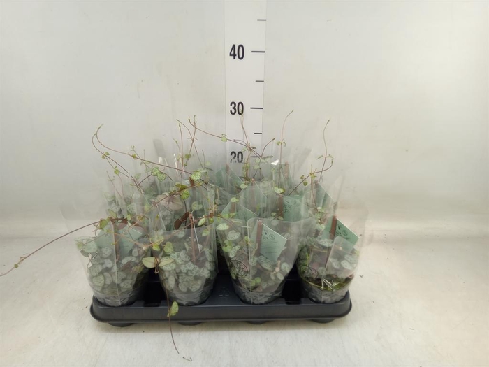 <h4>Ceropegia woodii ssp. woodii</h4>