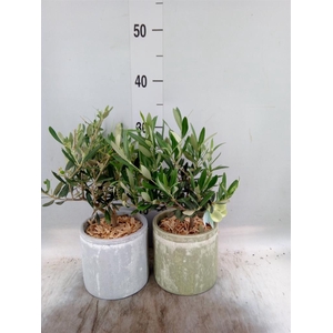 Arr. Tuinplanten H%