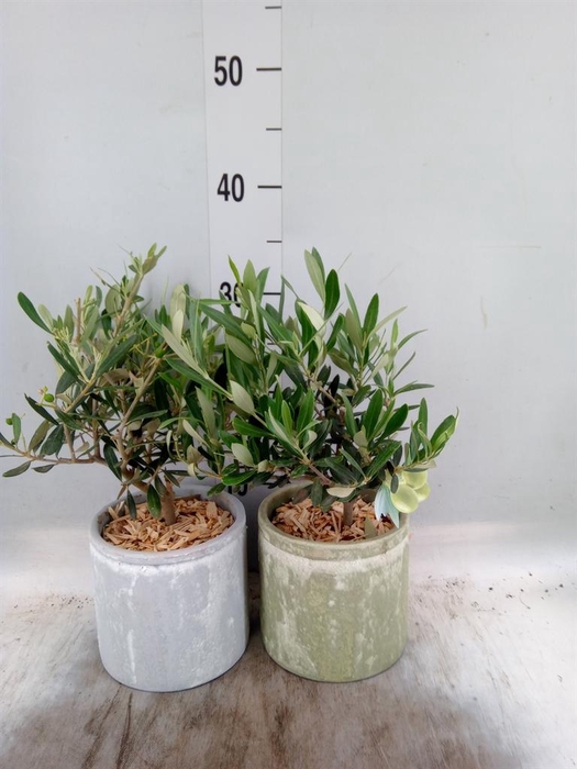 <h4>Arr.   Tuinplanten H%</h4>