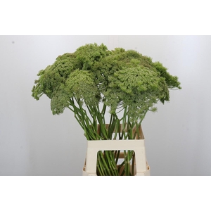 Ammi Visnaga Green Mist
